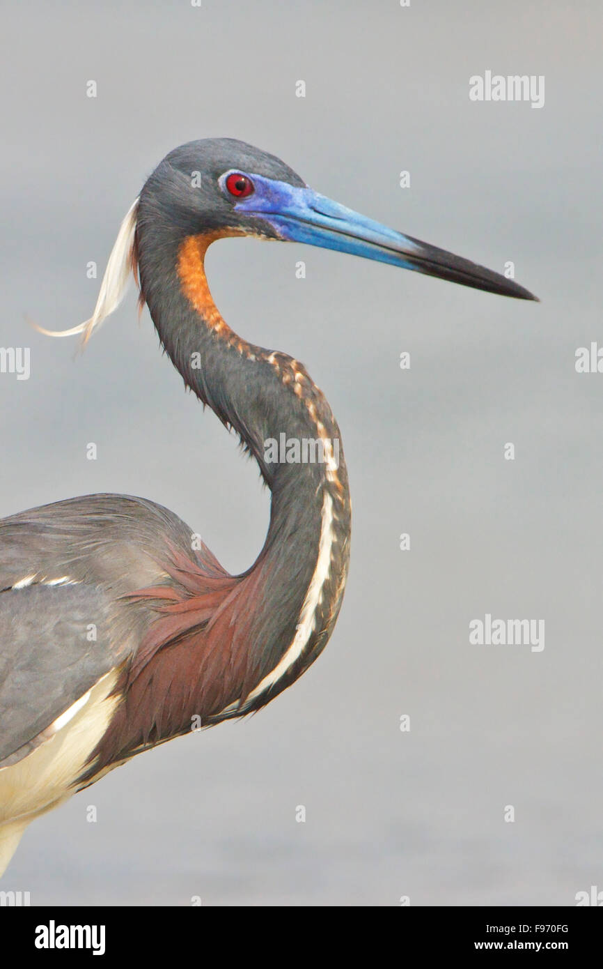 Airone tricolore (Egretta tricolore) alimentazione lungo la riva di un fiume in Costa Rica, America centrale. Foto Stock