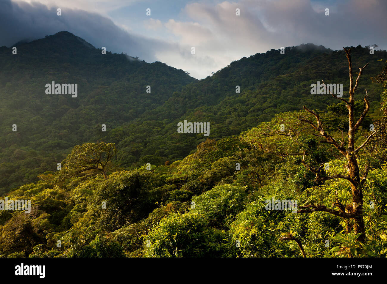 Luce della Sera nelle montagne di Omar Torrijos national park, Cordillera Central, Cocle Affitto provincia, Repubblica di Panama. Foto Stock