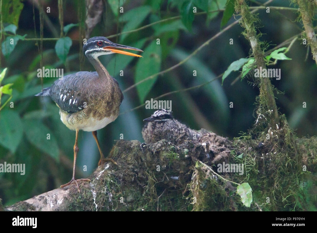 Sunbittern (Eurypyga helias) nesting e pulcini di alimentazione lungo un fiume in Costa Rica. Foto Stock