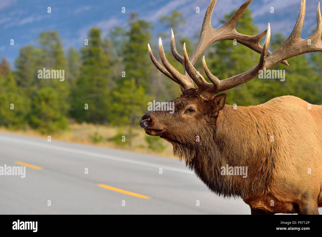 Una chiusura faccia colpo di un grande bull elk Cervus elaphus, camminando sulla Highway attraverso il Parco Nazionale di Jasper in Alberta Canada. Foto Stock Una chiusura faccia colpo di un grande bull elk Cervus elaphus, camminando sulla Highway attraverso il Parco Nazionale di Jasper in Alberta Canada. Foto Stock