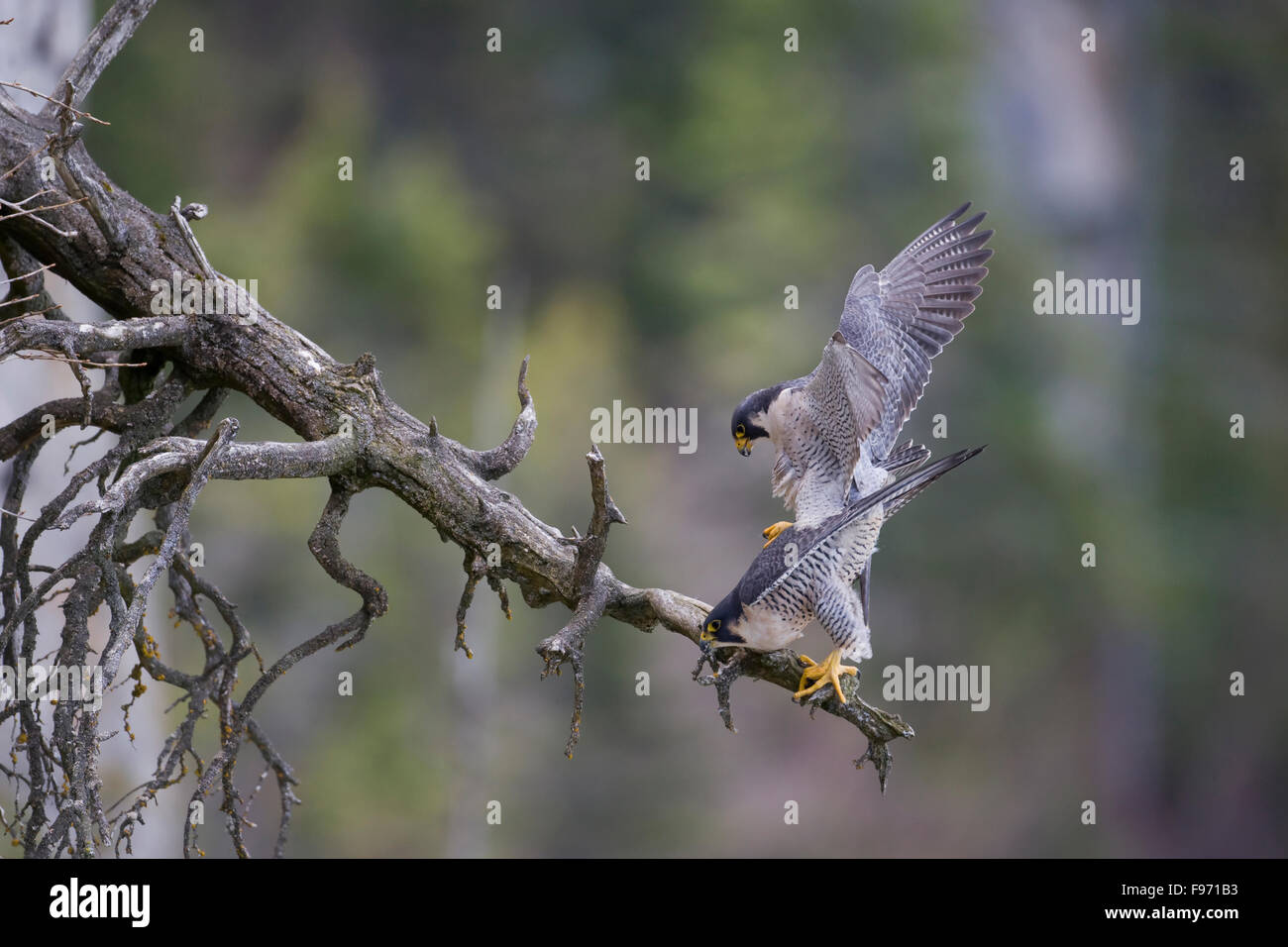 Falco pellegrino, Falco peregrinus, accoppiamento, Quebec, Canada Foto Stock