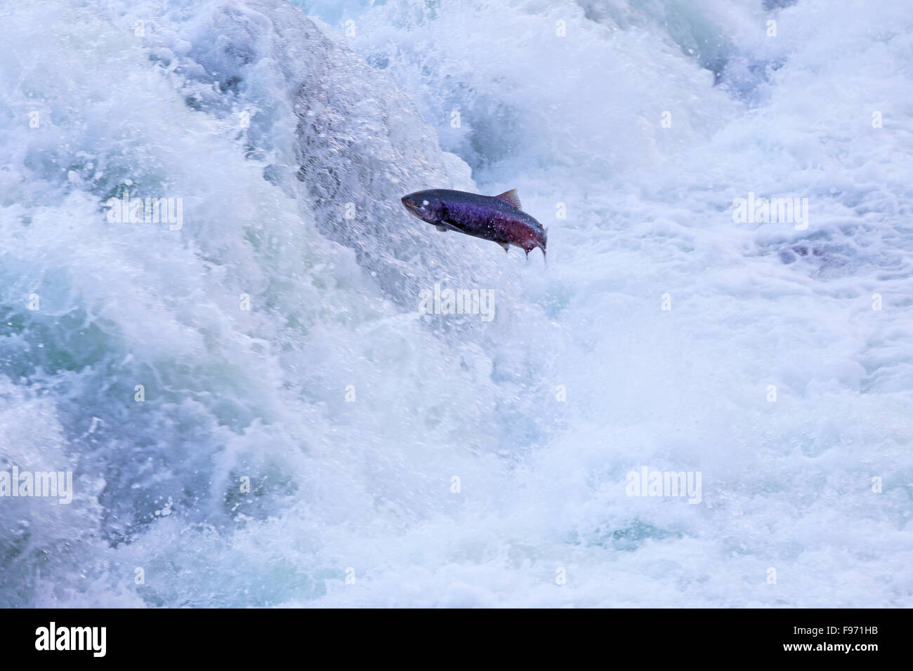 Salmone il salto di retroguardia cade, il Fraser river run di salmone Foto Stock