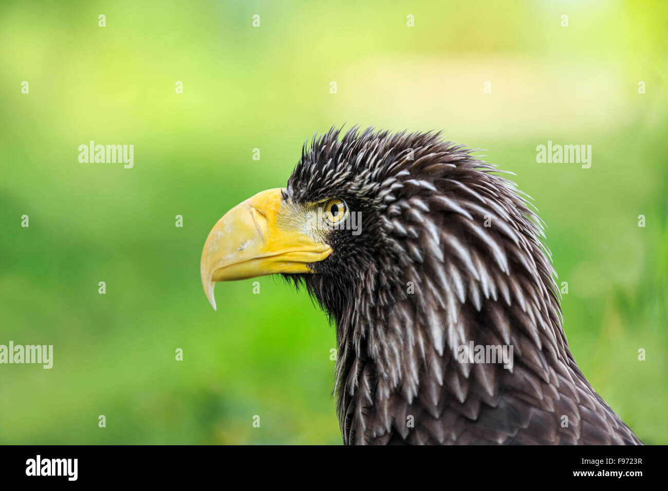 Steller's Sea Eagle, Haliaeetus pelagicus, prigionieri Assiniboine Park Zoo, Winnipeg, Manitoba, Canada Foto Stock