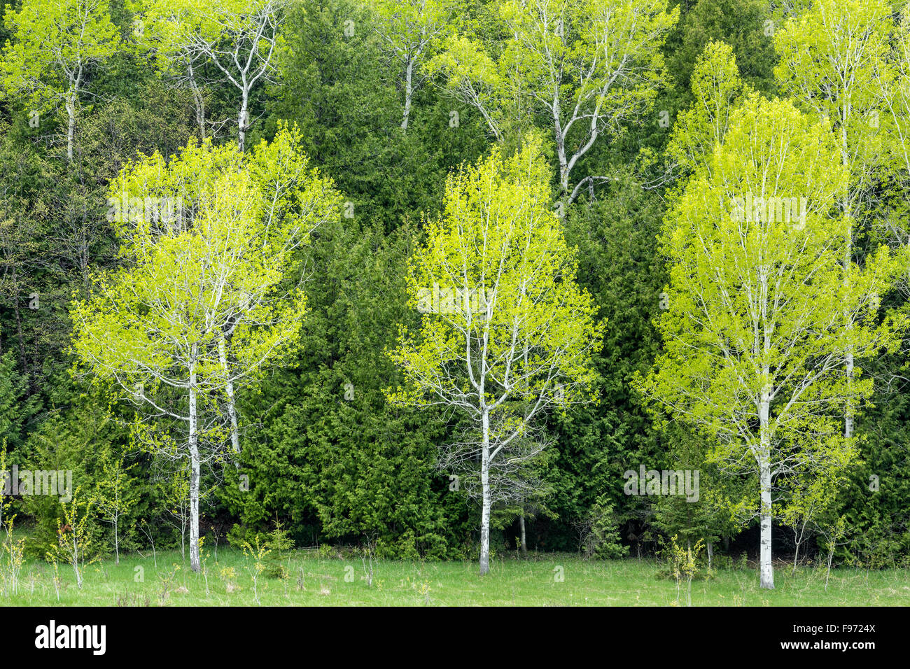 Alberi di pioppo (Populus treuloides) all'inizio della primavera, Manitoulin Island, Ontario, Canada Foto Stock