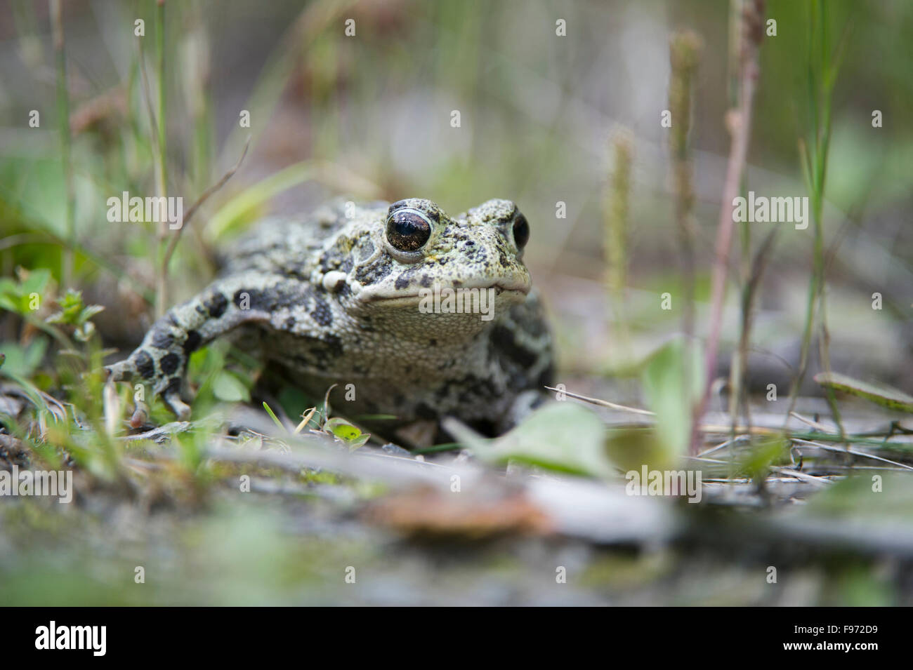 Boreas anaxyrus, Toad, western toad, British Columbia, Canada Foto Stock