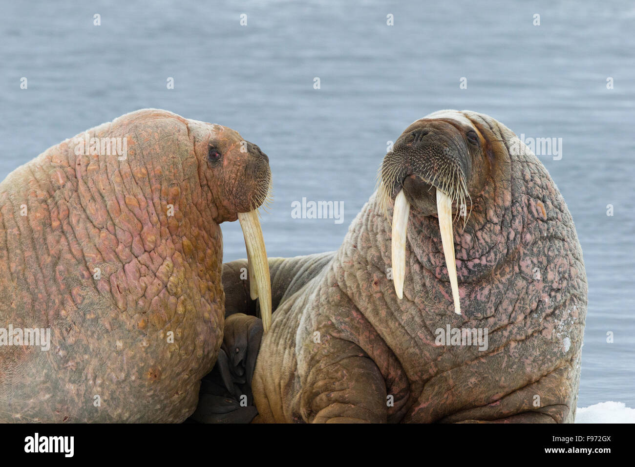 Atlantic trichechi (Odobenus rosmarus rosmarus), che poggiano su ghiaccio floe, arcipelago delle Svalbard, Arctic Norvegia. Foto Stock