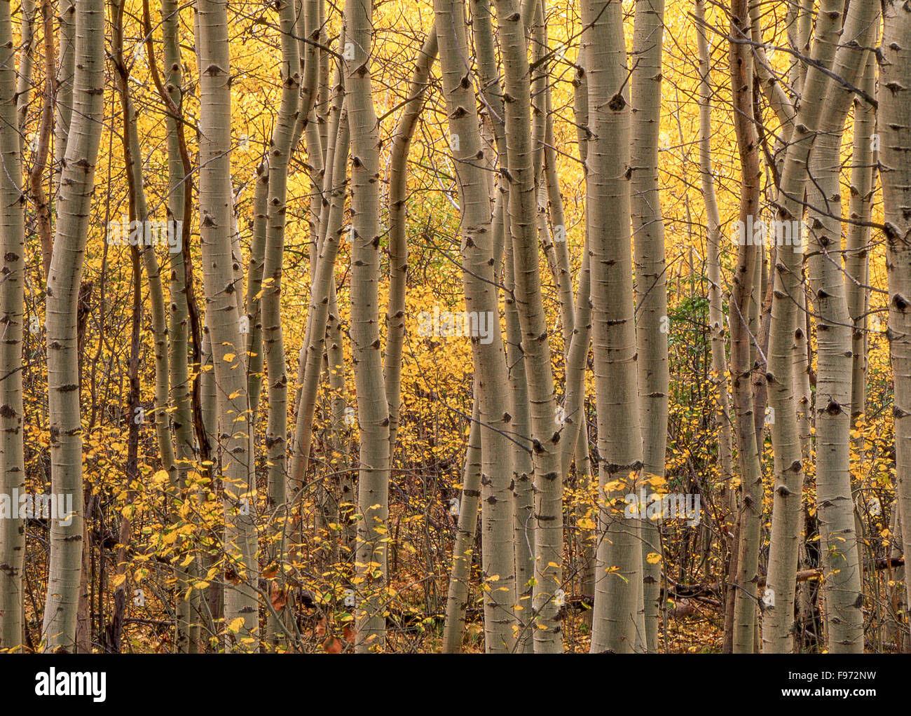 Poplar grove (Populus tremuloides) in autunno, Sudbury, Ontario, Canada Foto Stock