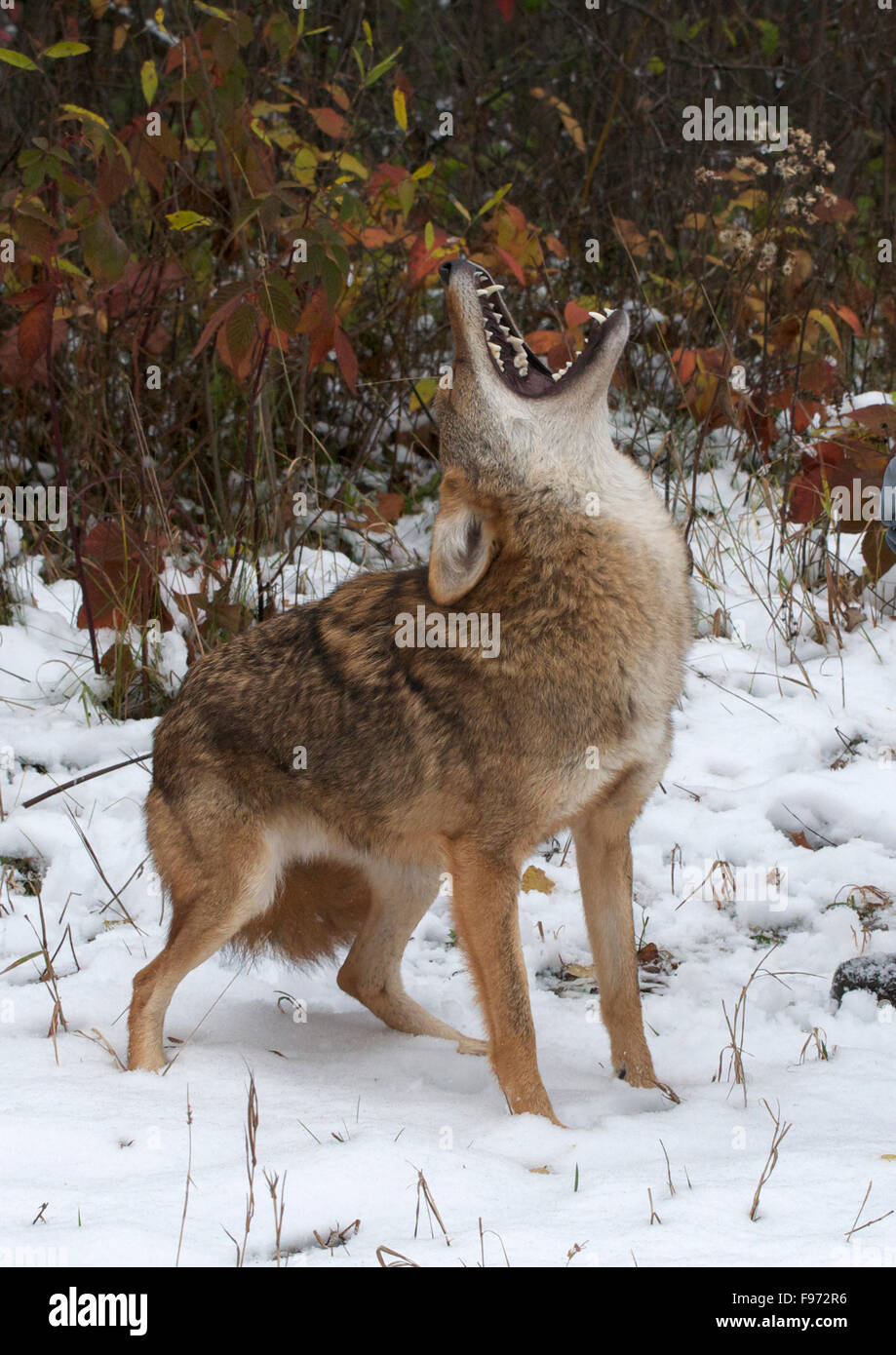 Coyote (Canis latrans), urlando, Superior National Forest, MN, Stati Uniti d'America Foto Stock