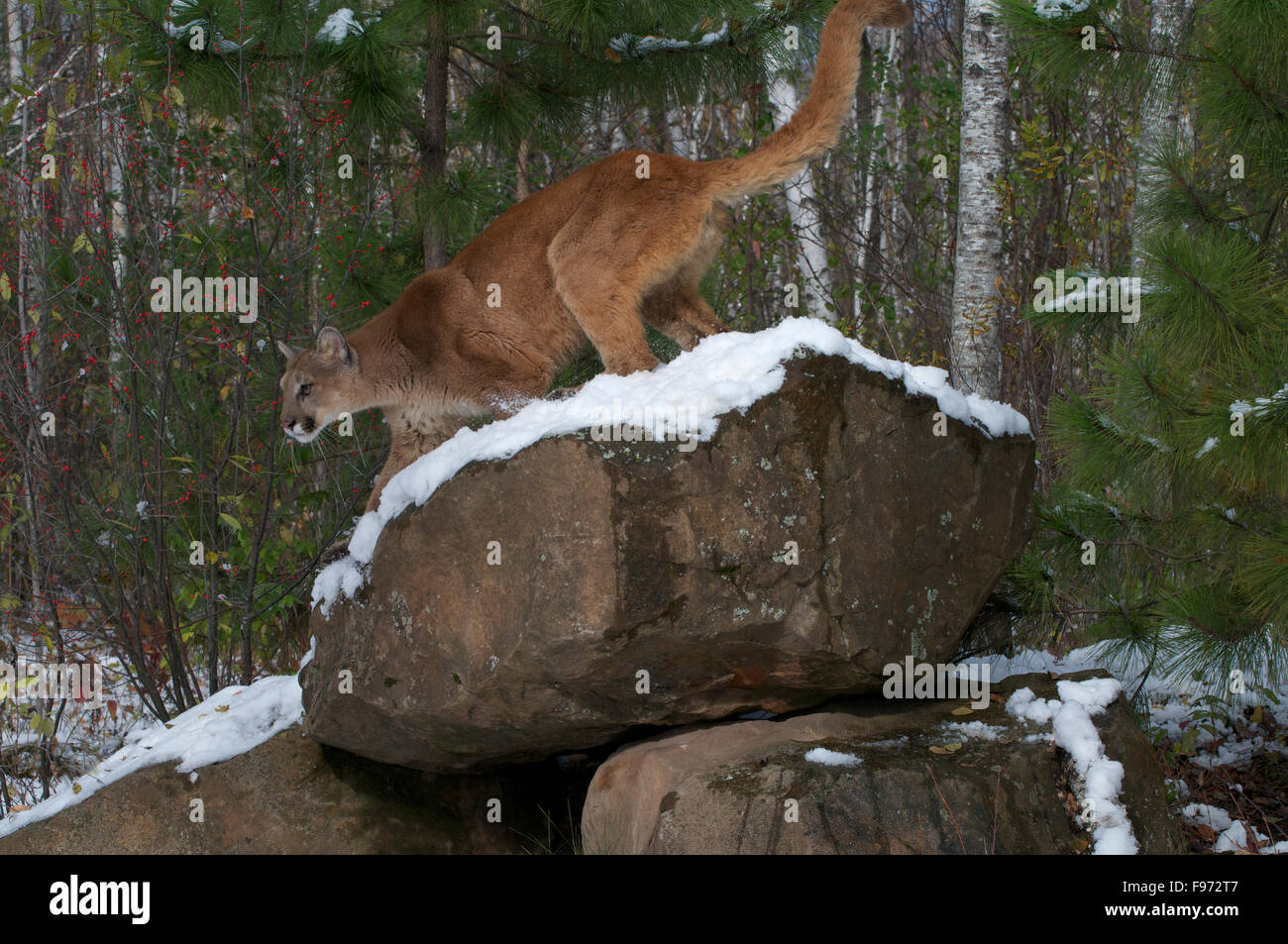 Mountain Lion/Cougar permanente sulla snowcovered boulder nella foresta boreale; (Puma concolor) America del Nord, l'inverno. Foto Stock