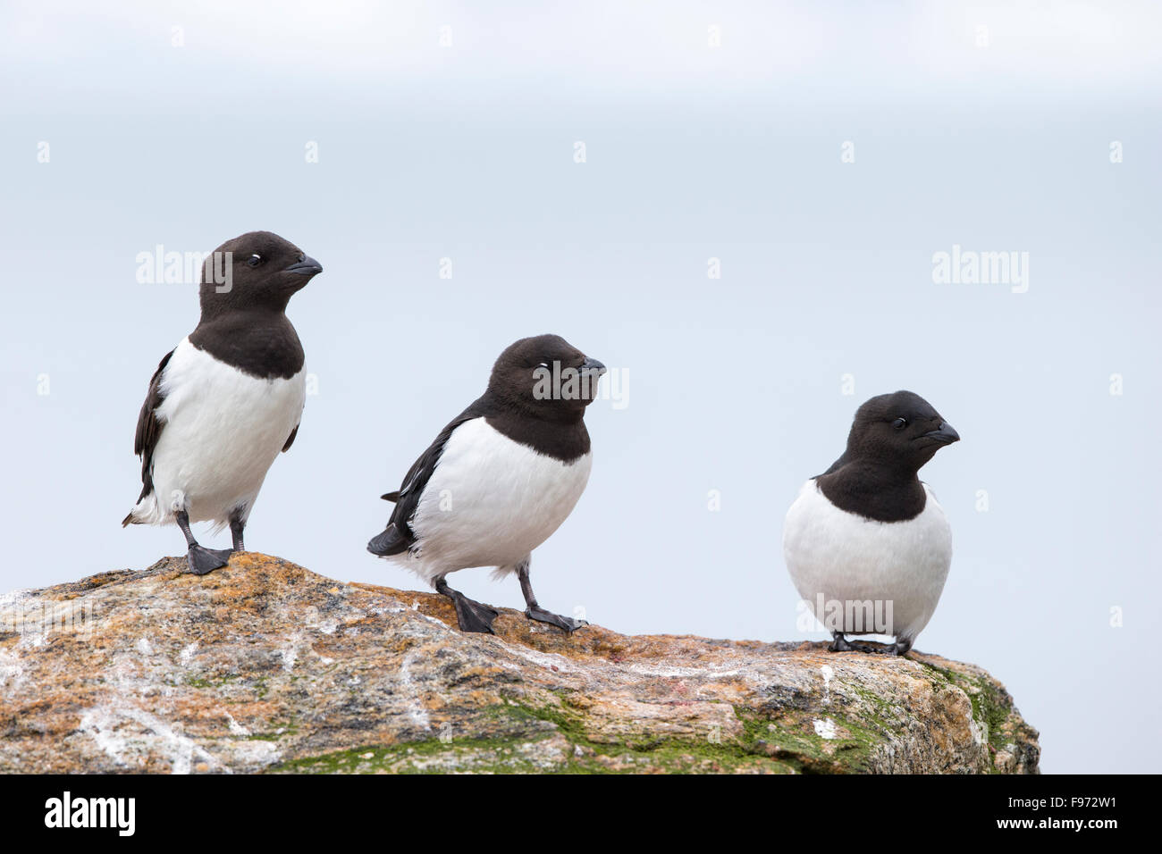 Little auk o dovekie (Alle alle), in allevamento piumaggio, Fuglesongen, arcipelago delle Svalbard, Arctic Norvegia. raccolto pieno per gli uccelli Foto Stock