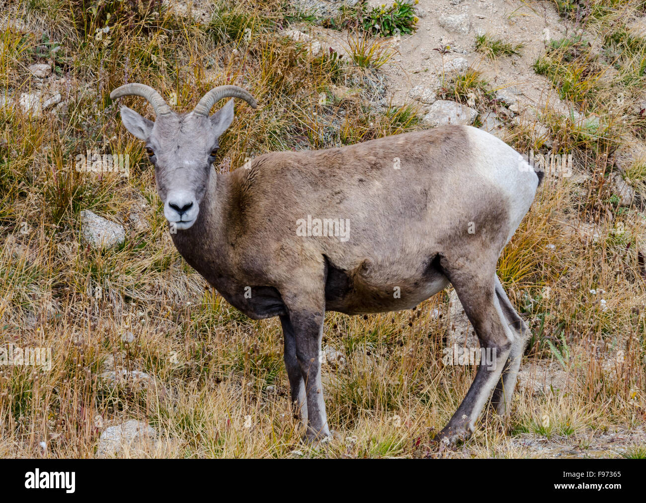 Un bighorn pascolando vicino alla sommità del Monte Evans in Colorado Foto Stock