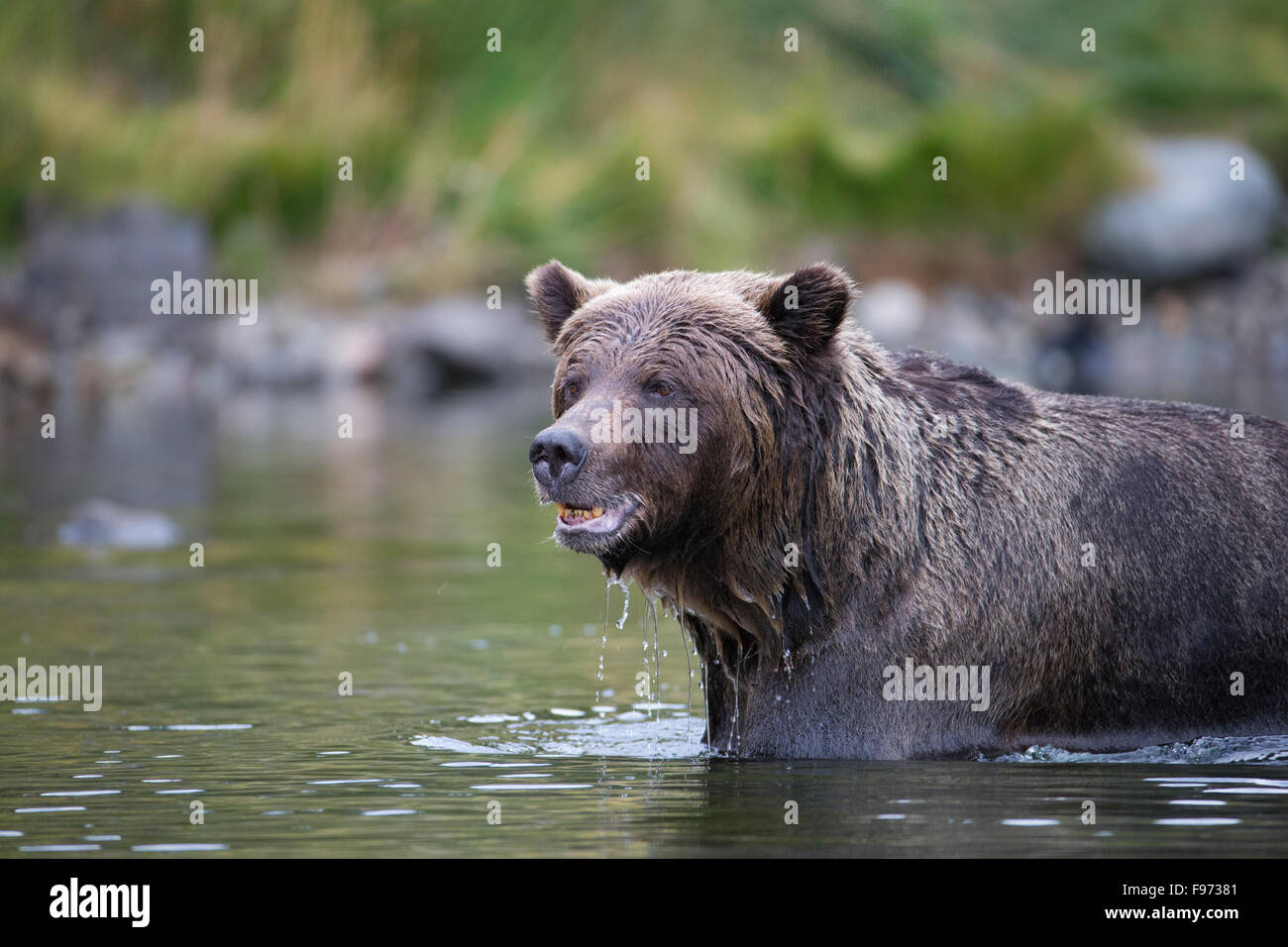 Orso grizzly (Ursus arctos horribilis), centrale interno, British Columbia. Foto Stock