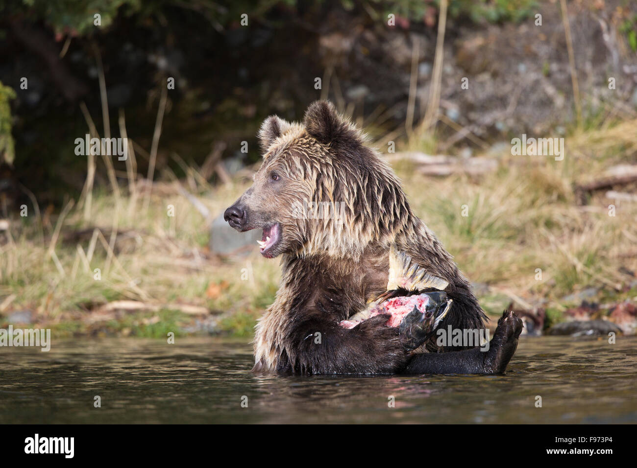 Orso grizzly (Ursus arctos horribilis), due anni di cub, seduta in fiume e mangiare un salmone chinook (Oncorhynchus Foto Stock
