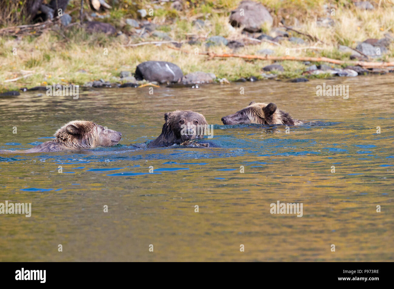 Orso grizzly (Ursus arctos horribilis), femmina (centro) e twoyear old cubs giocando e wrestling nel fiume, centrale interno, Foto Stock