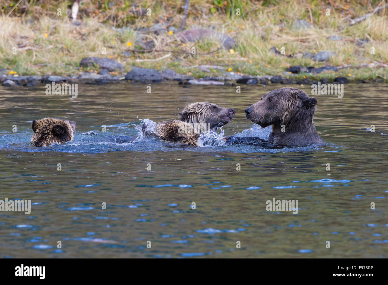 Orso grizzly (Ursus arctos horribilis), femmina (diritto) e twoyear vecchio gioco cubs wrestling nel fiume, centrale interno, British Foto Stock