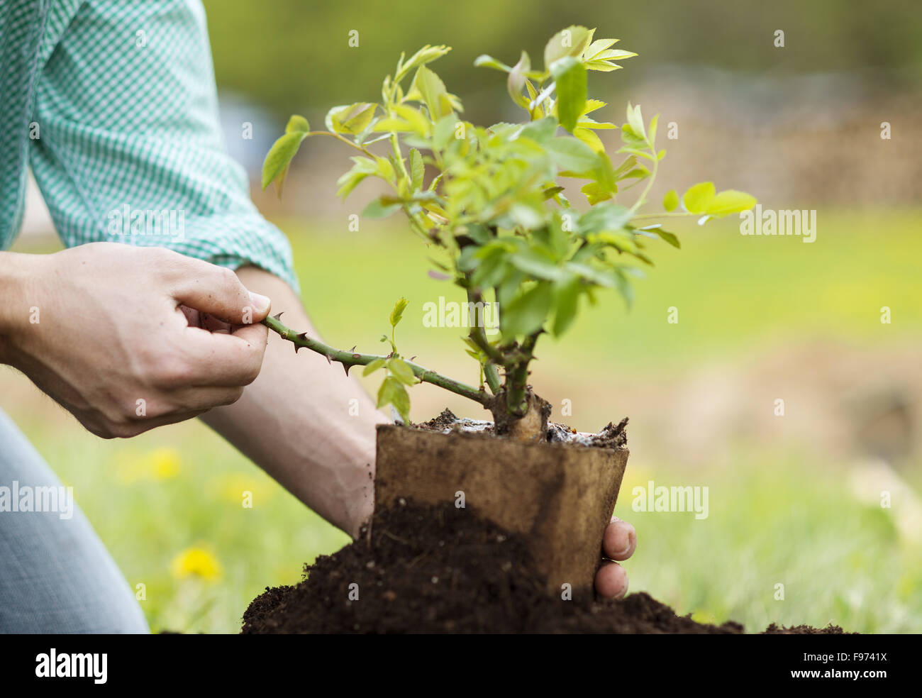 Close-up del giovane di mani piantando piccolo albero nel suo giardino nel cortile Foto Stock