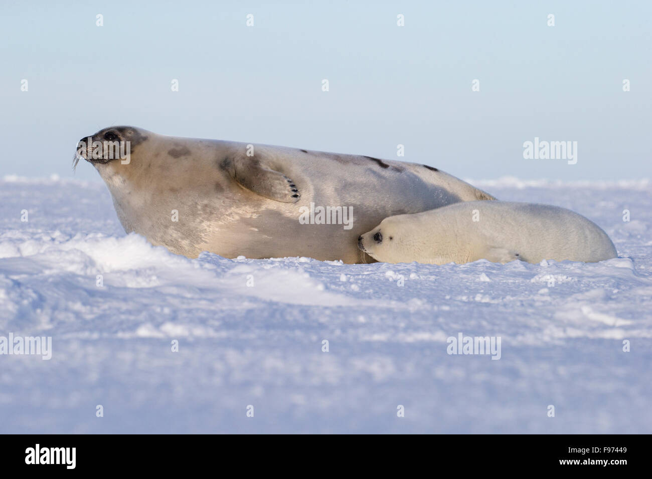 Guarnizione arpa (Pagophilus groenlandicus), femmina e camice bianco pup, sul mare di ghiaccio, Golfo di San Lorenzo, vicino Îles de la Madeleine Foto Stock