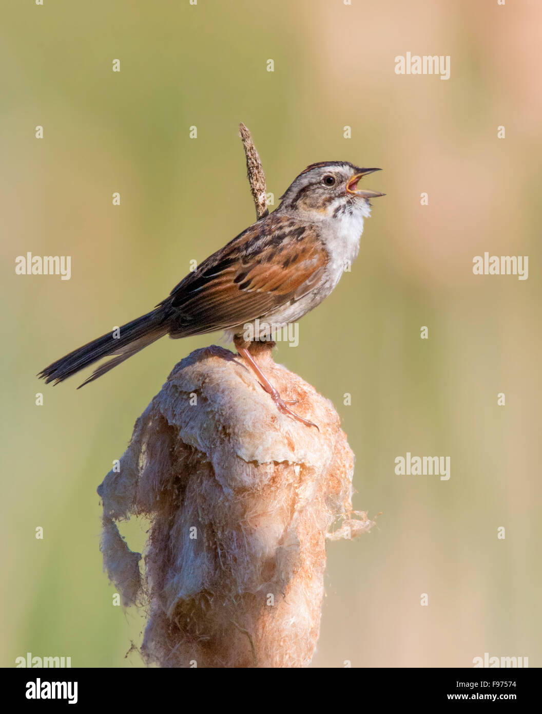 Un maschio di palude Sparrow, Melospiza georgiana, cantando da tifa, a Prince Albert National Park, Saskatchewan Foto Stock