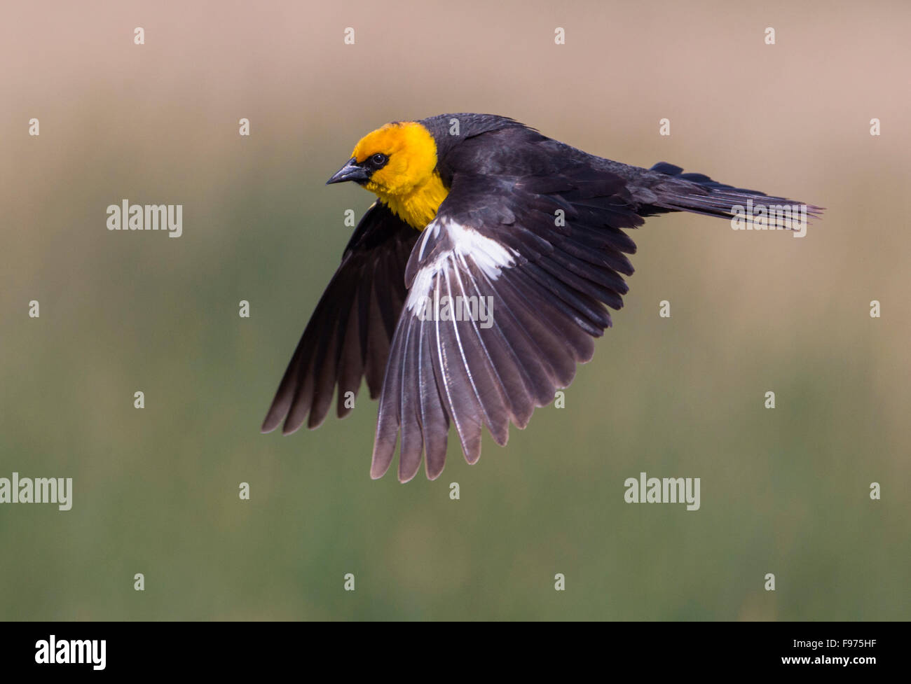 Yellowheaded Blackbird Alberta Foto Stock