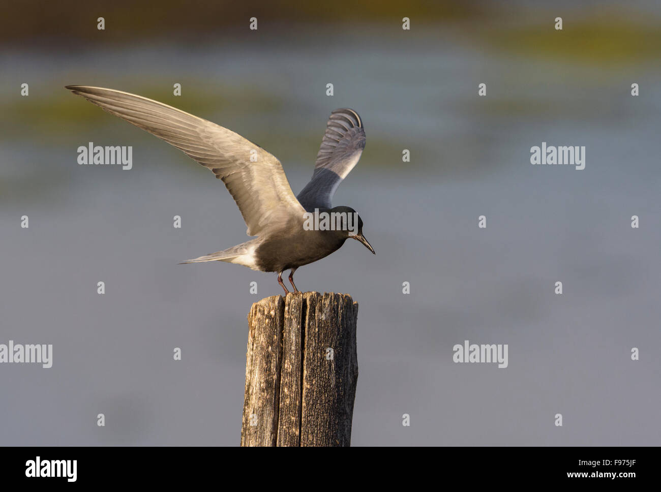 Black Tern Alberta Foto Stock
