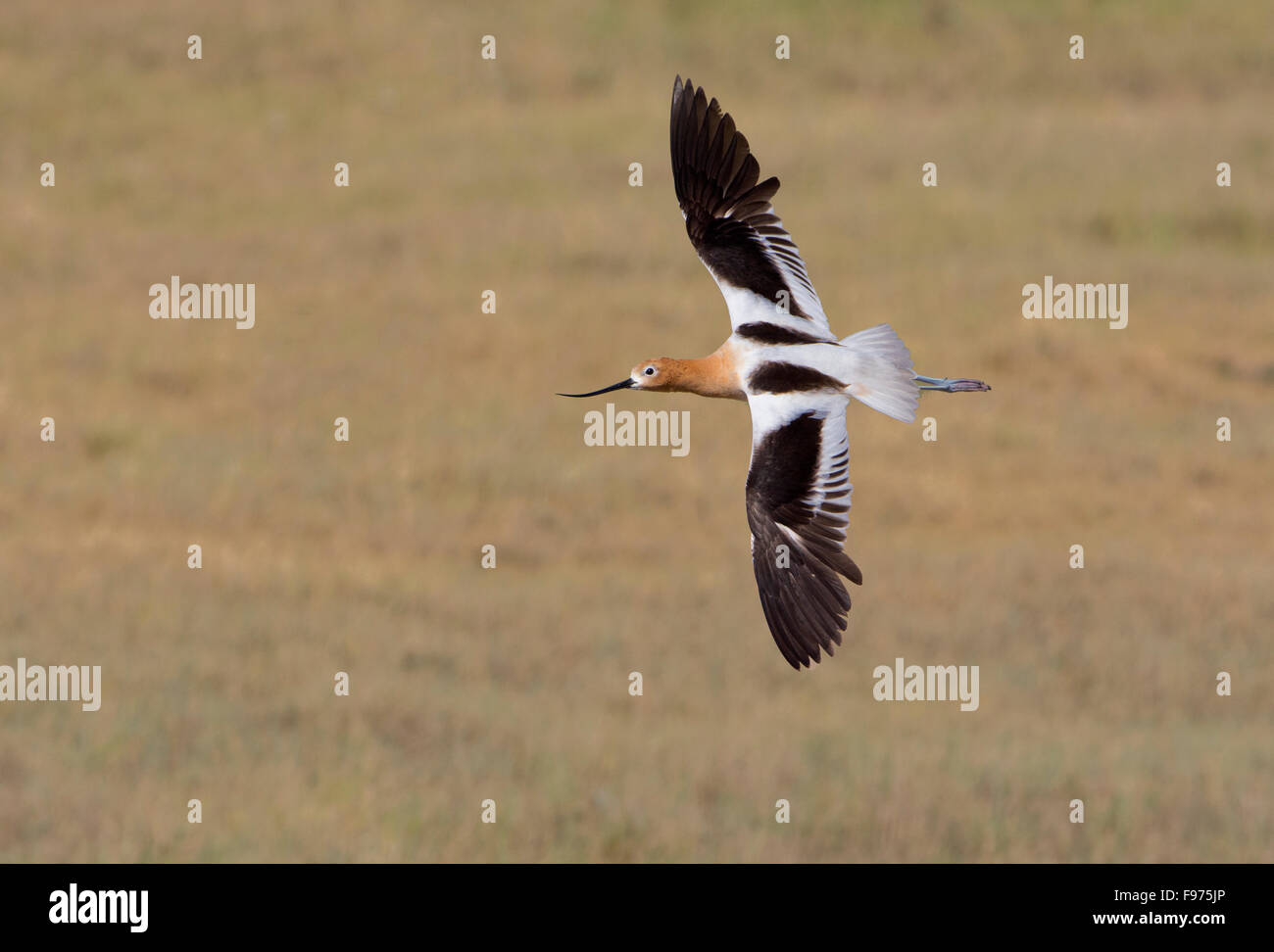 American Avocet in volo su Alberta prairie Foto Stock