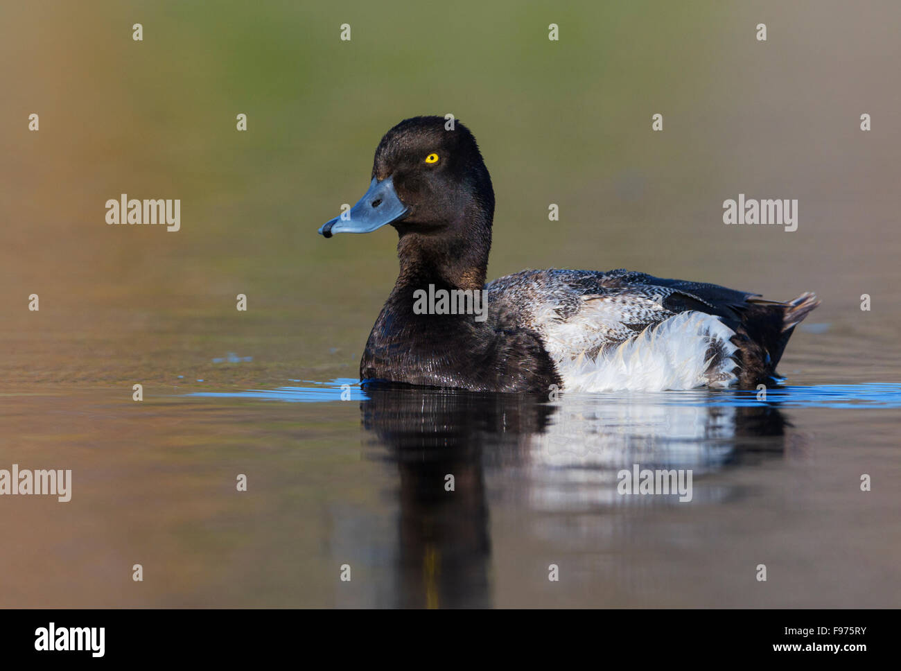 Maggiore Scaup Tunkwa Lago BC Foto Stock