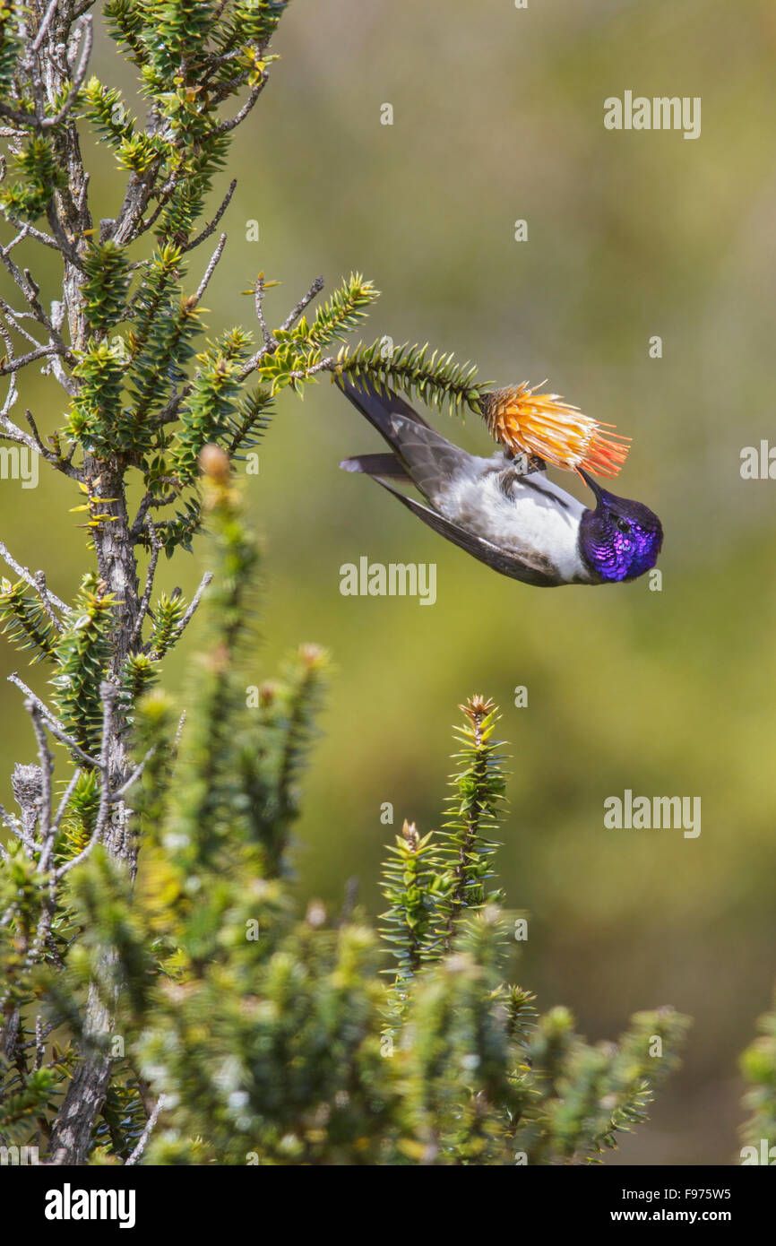 Hillstar ecuadoriana (Oreotrochilus chimborazo) arroccato su un fiore in Ecuador. Foto Stock