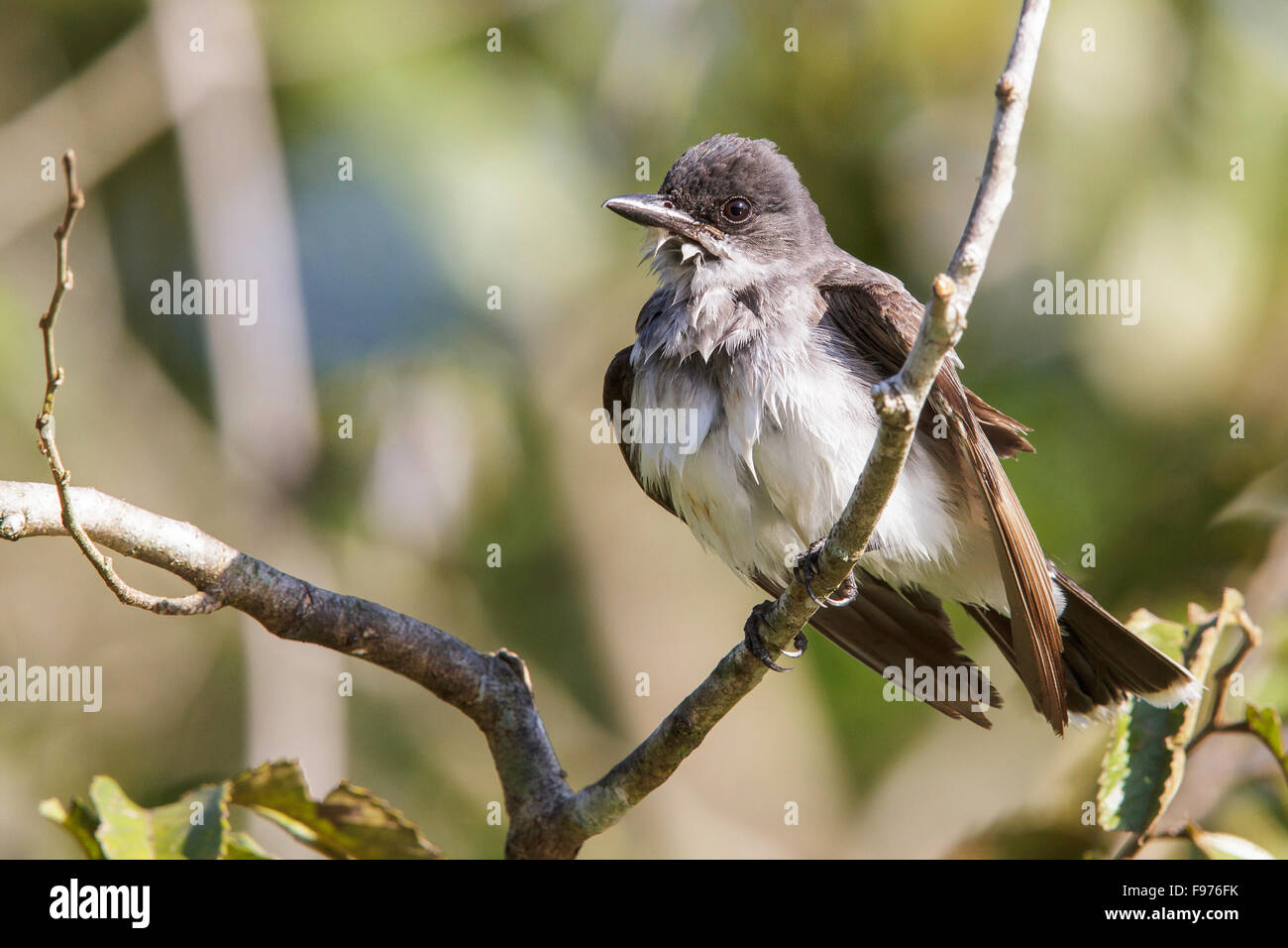Kingbird orientale (Tyrannus tyrannus) appollaiato su un ramo nel Parco Nazionale del Manu, Perù. Foto Stock