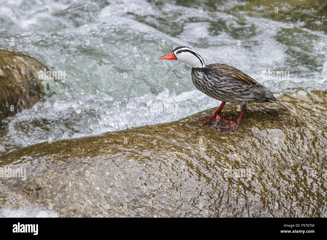 Torrent anatra (Merganetta armata) nuotare in un fiume in Perù. Foto Stock