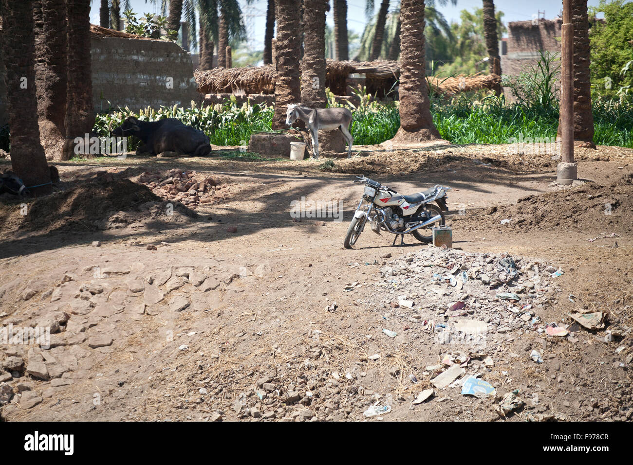 Una moto, asino e una mucca su una patch di massa dei rifiuti in Egitto Foto Stock
