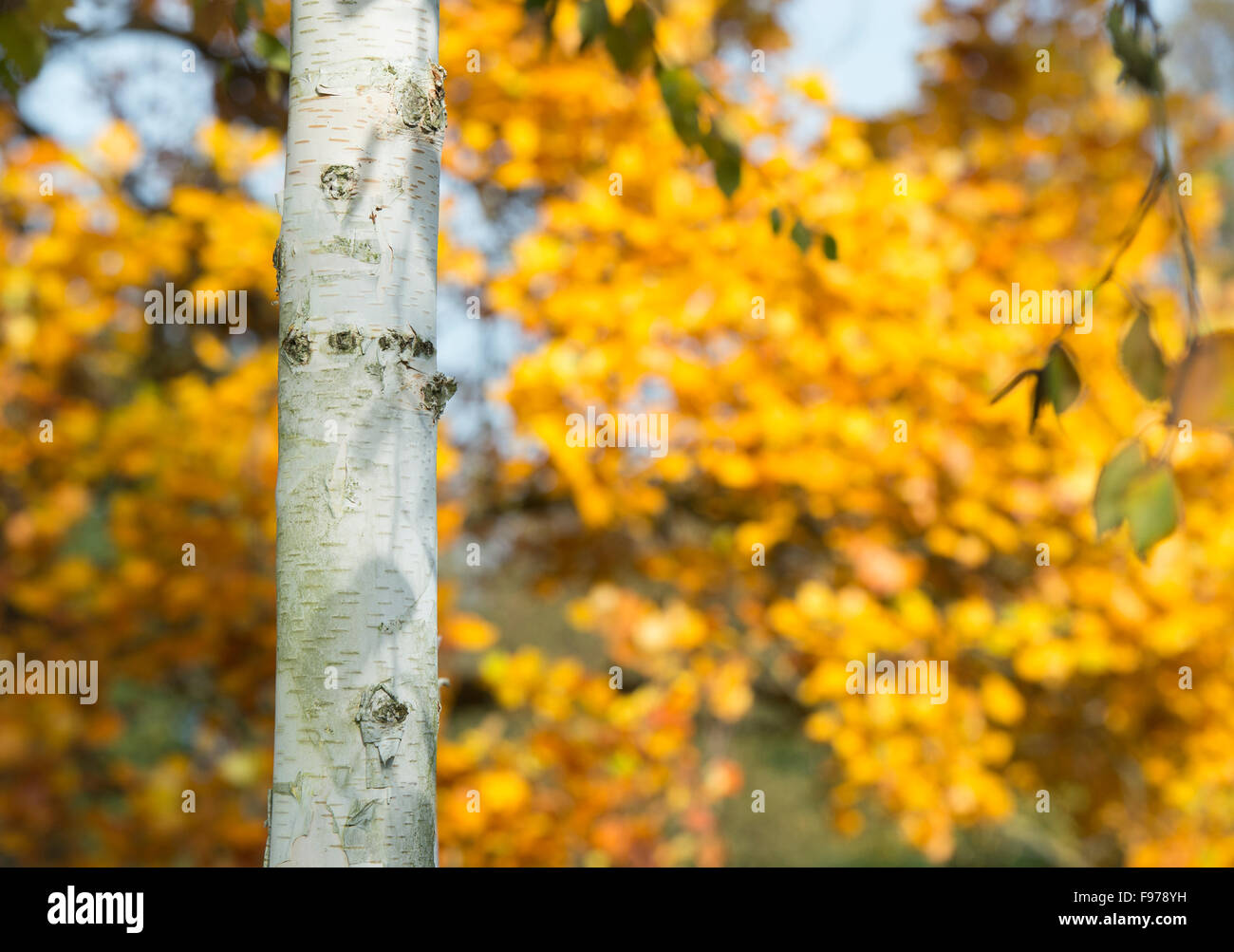 Betula utilis jacquemontii. Ombre di foglia in autunno la luce solare sulla West himalayana di corteccia di betulla Foto Stock