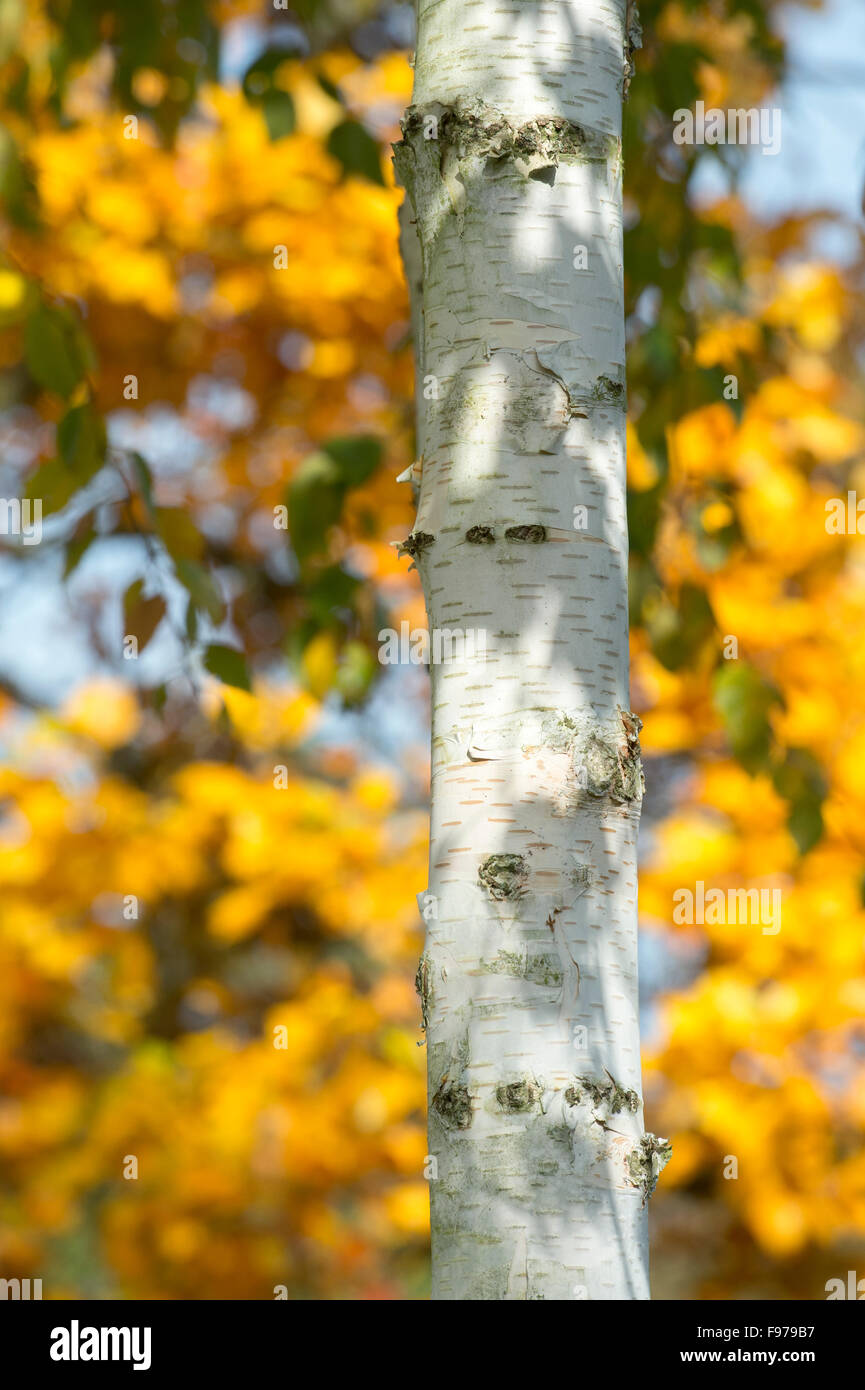 Betula utilis jacquemontii. Ombre di foglia in autunno la luce solare sulla West himalayana di corteccia di betulla Foto Stock