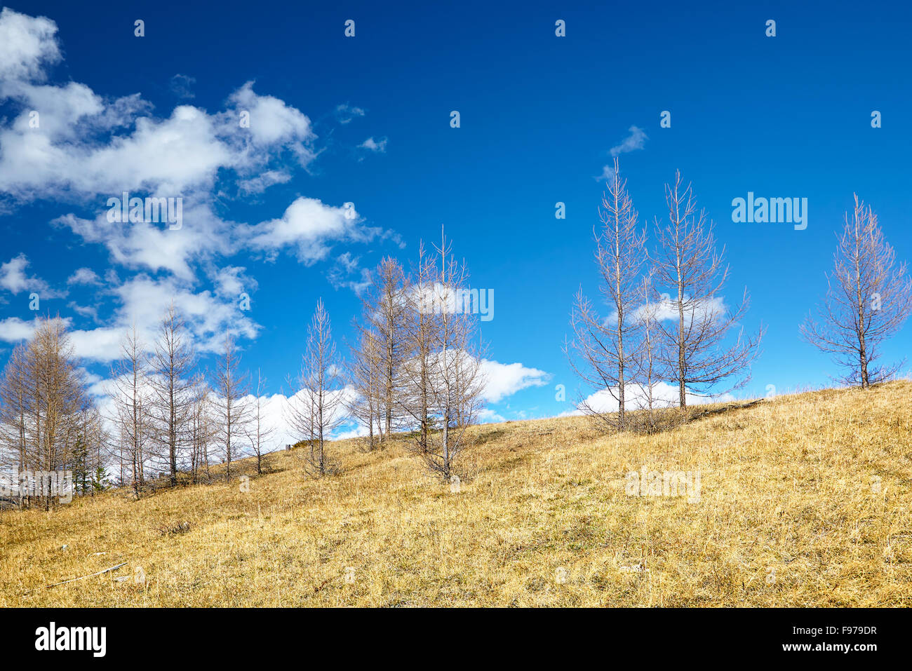Il larice rees sul pendio a primavera tempo Foto Stock