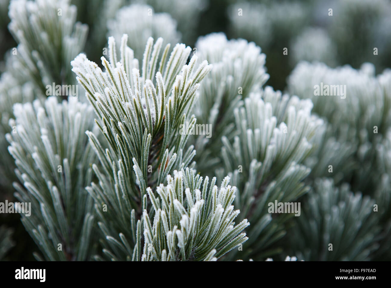 Gelo invernale sul pino, albero di natale di close-up Foto Stock