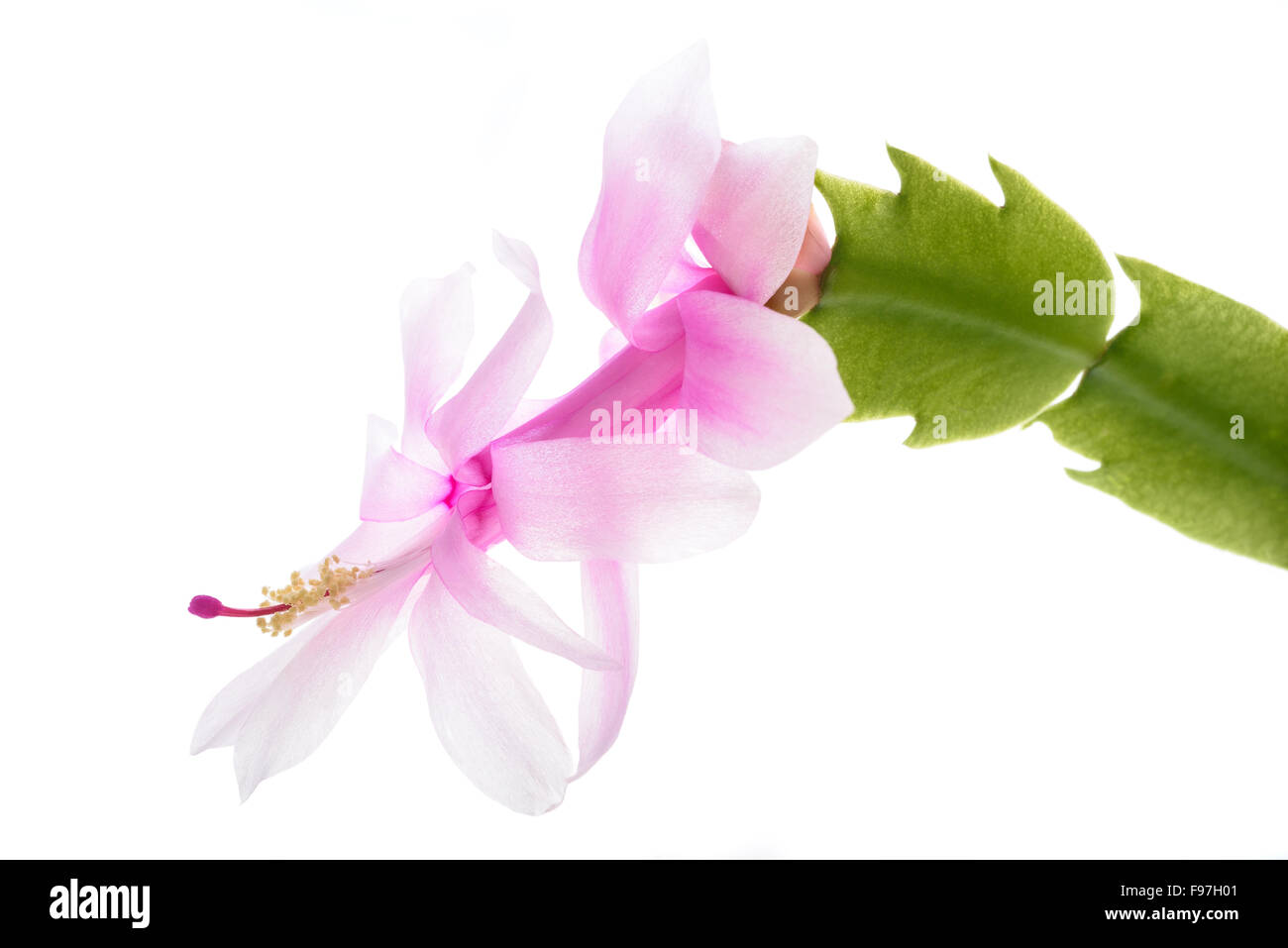 Natale - cactus zygocactus isolati su sfondo bianco. Foto Stock