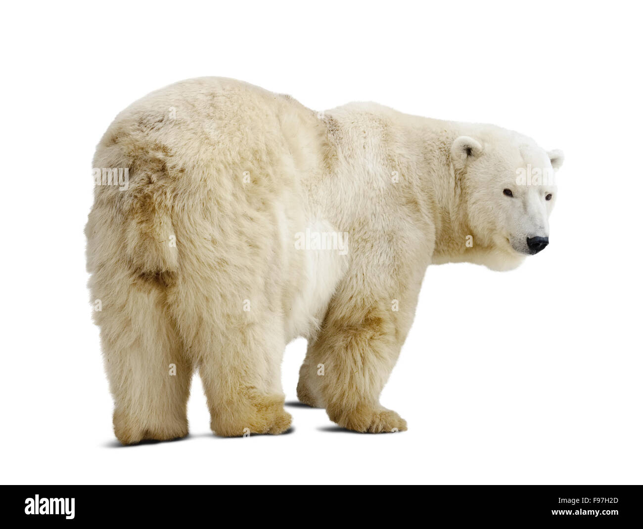 In piedi orso polare. Isolato su sfondo bianco con ombra Foto Stock