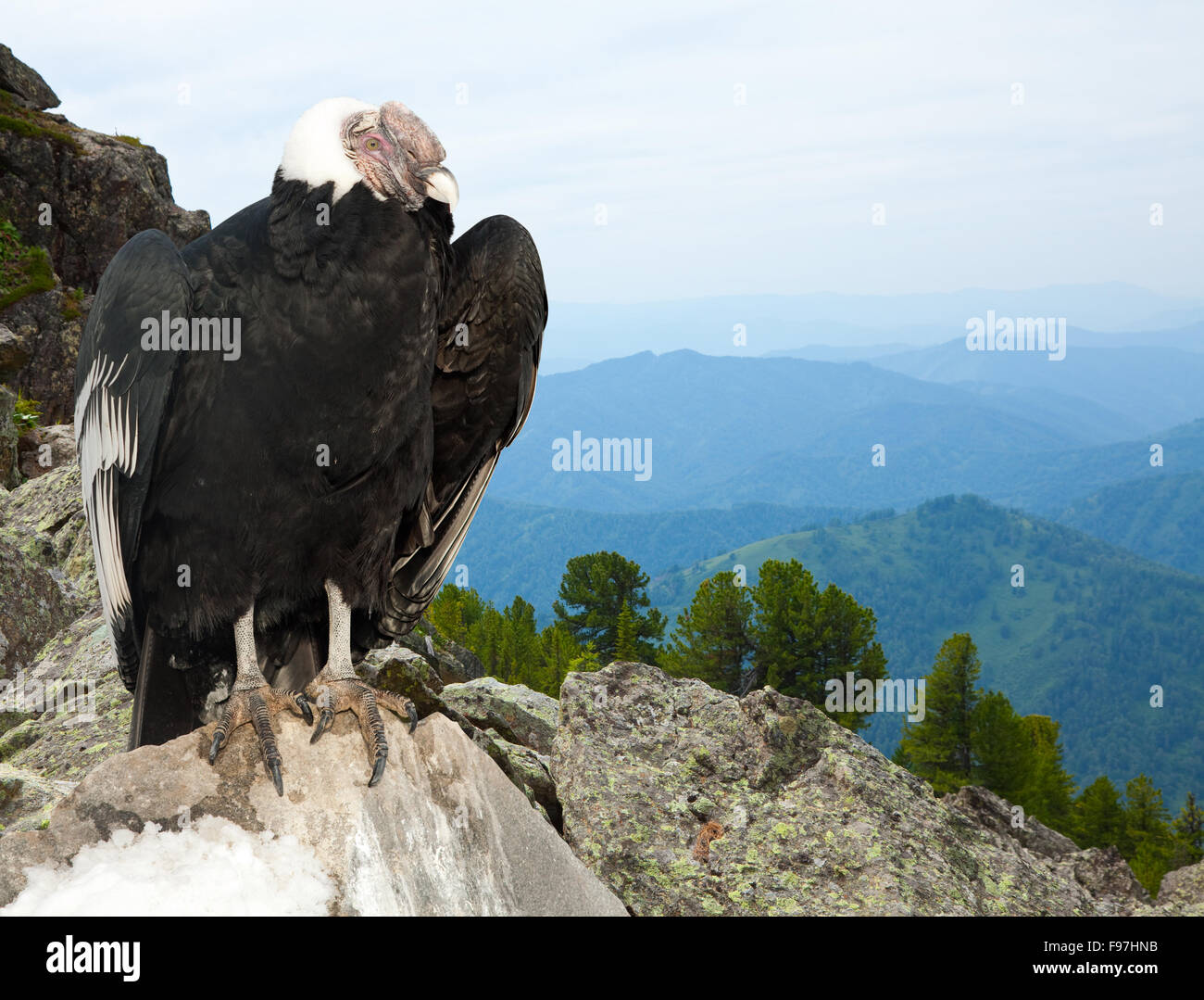 Condor andino (Vultur gryphus) in area selvaggia Foto Stock