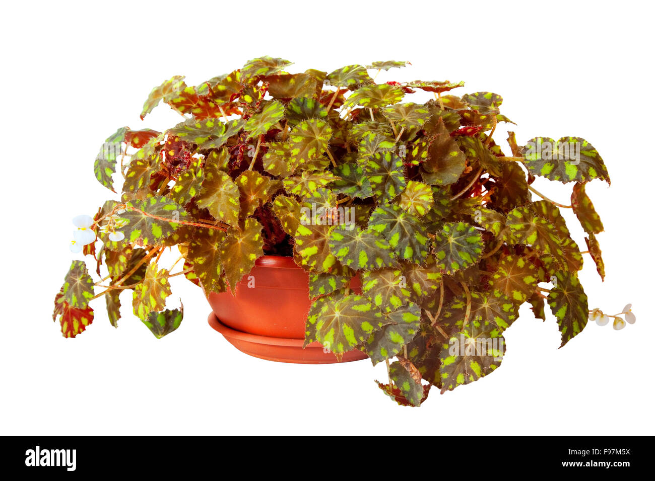 Begonia rex in pentola. Isolato su sfondo bianco Foto Stock
