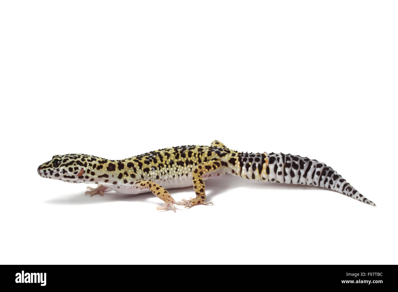 Gecko Foto Stock