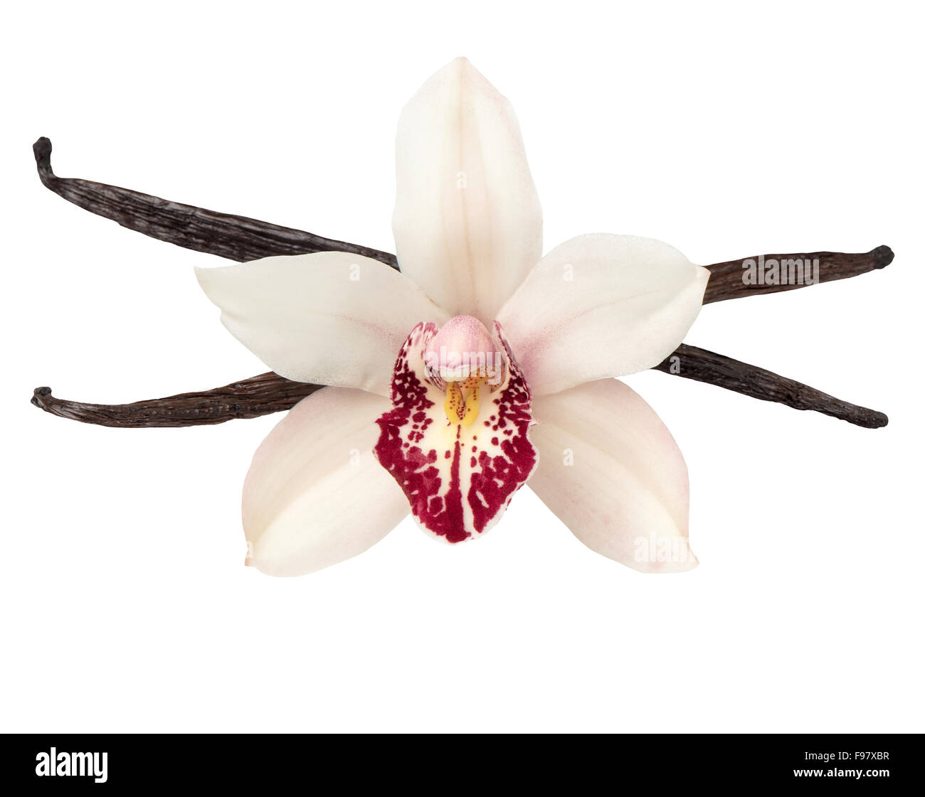 Baccelli di vaniglia e fiori di orchidea testa isolata su sfondo bianco Foto Stock