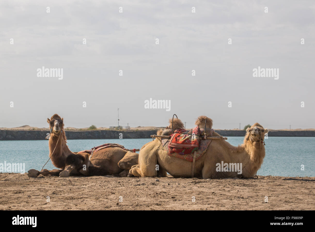 Due cammelli guardando nella telecamera Foto Stock
