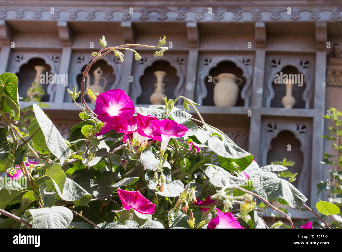 Fiore viola nella parte anteriore dei vasi antichi nella città vecchia di kashgar cina Foto Stock