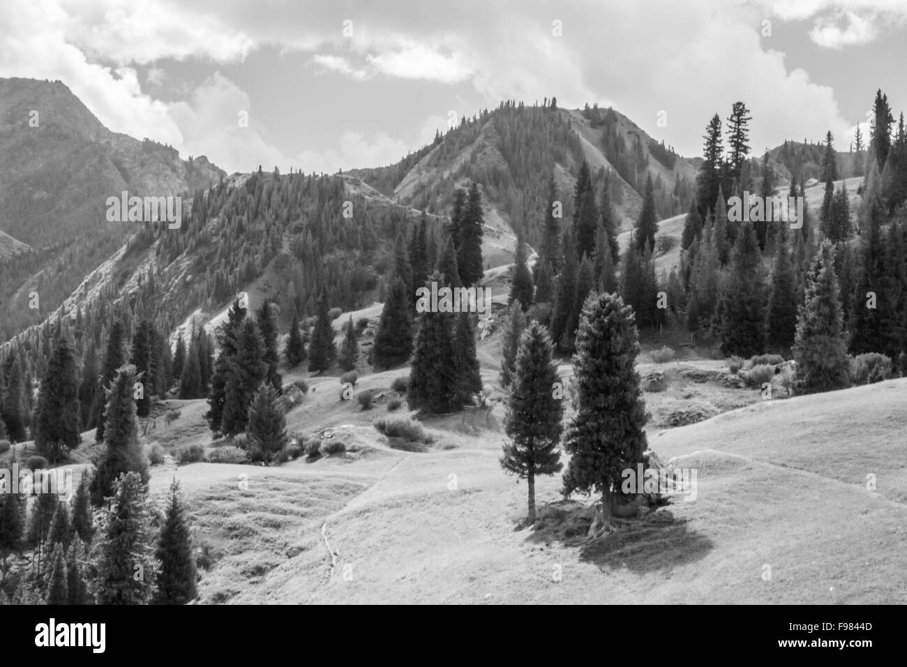 Paesaggio di montagna con treeline in bianco e nero Foto Stock