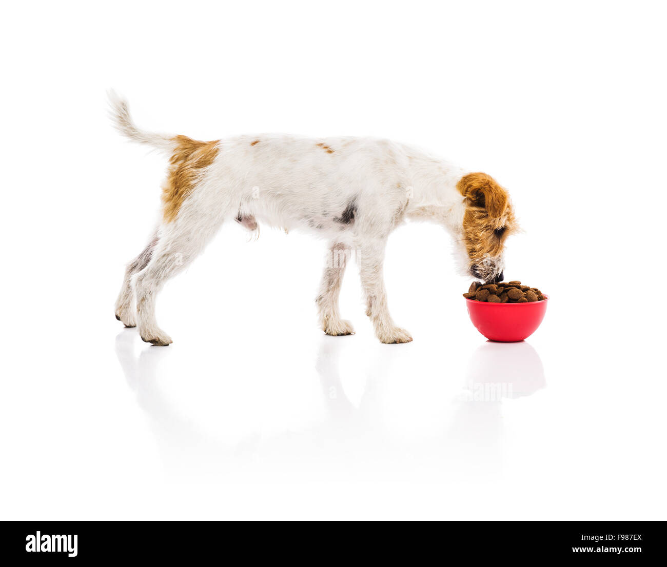 Un adorabile giovani parson russell terrier cane rosso con ciotola piena di cibo per cani isolati su sfondo bianco Foto Stock