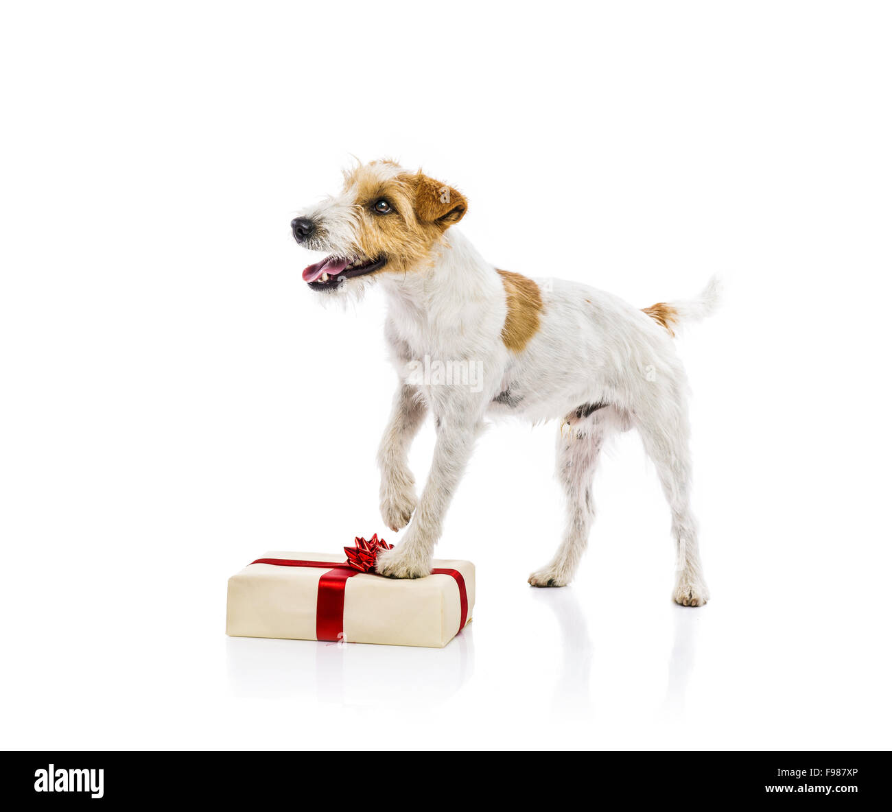 Un adorabile giovani parson russell terrier cane sul regalo di Natale,  isolati su sfondo bianco Foto stock - Alamy