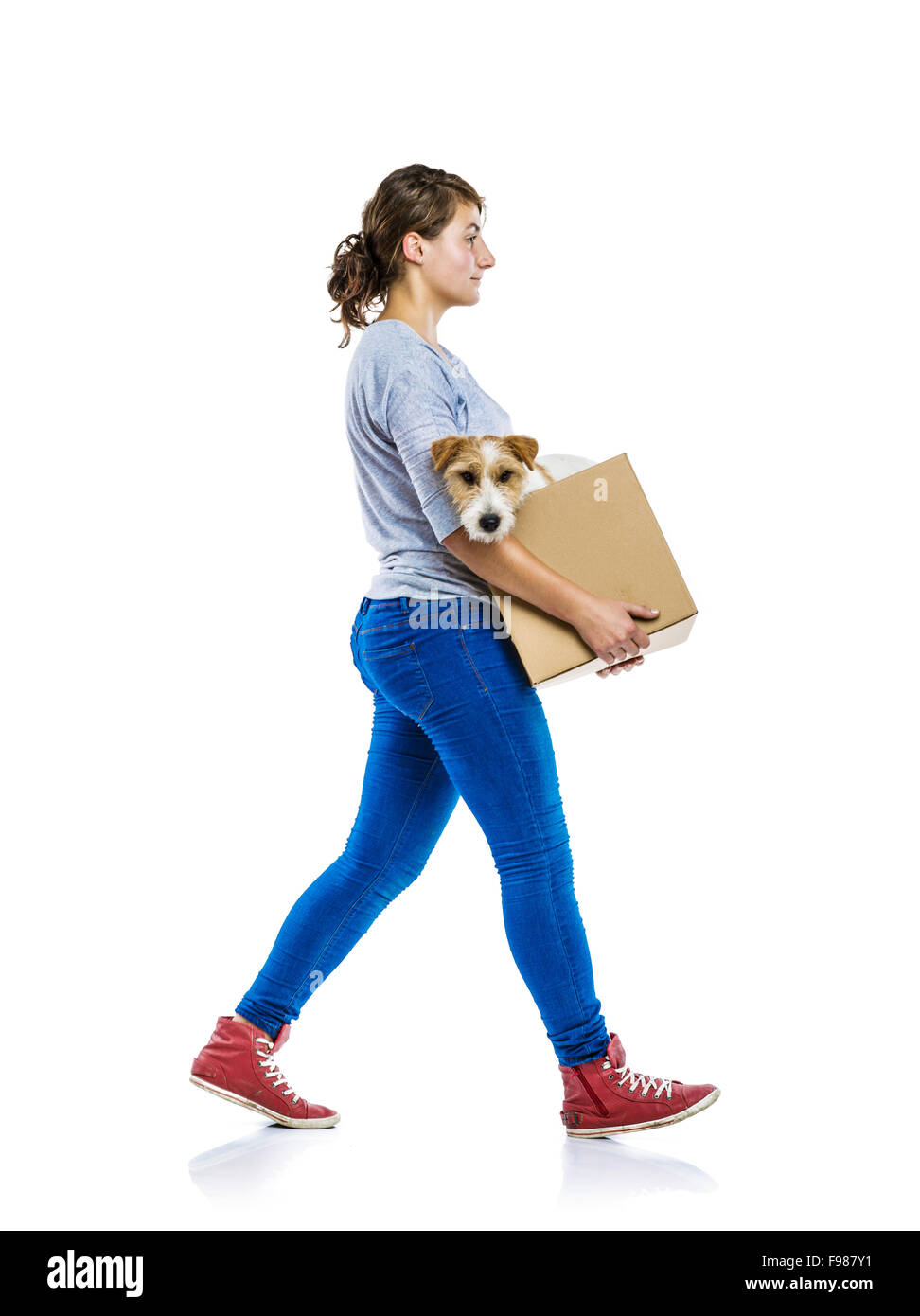 Giovane donna con il suo grazioso parson russell terrier cane in una scatola di cartone in movimento, isolati su sfondo bianco Foto Stock