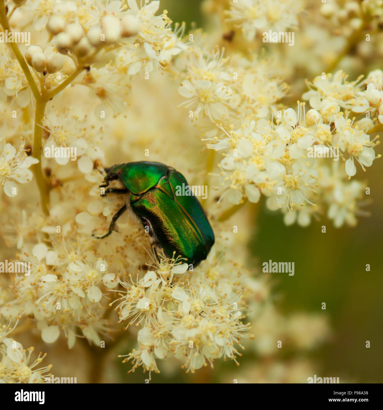 Verde Scarabeo Scarabeo Foto Stock