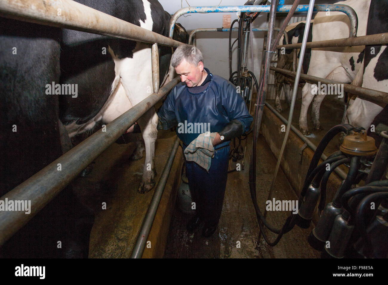 Irish Farmer mungitura di una mucca. County Clare, Irlanda Foto Stock
