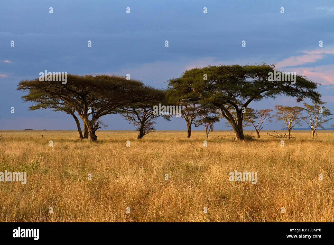 Gruppo di alberi di acacia nelle pianure del Serengeti durante il tramonto e con nuvole temporalesche in background Foto Stock