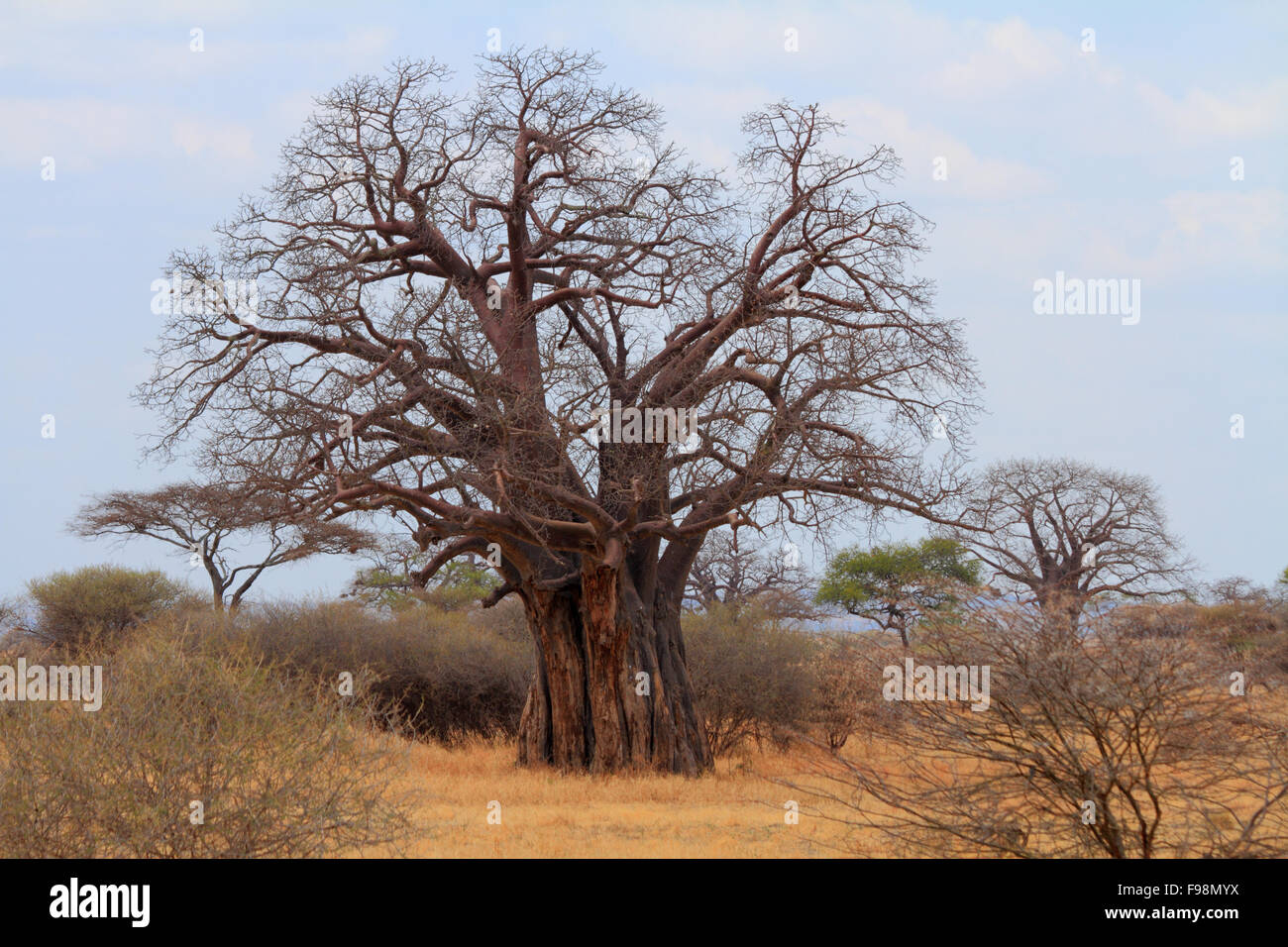 Baobab africano (Adansonia digitata) albero nella savana della Tanzania. Foto Stock